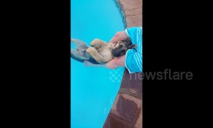 Chilled out German shepherd relaxes in his backyard pool