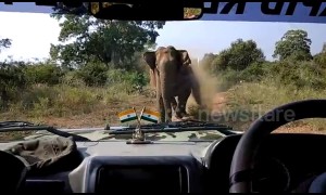 Angry elephant charges forest officials in jeep