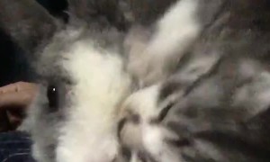 Bunny and Kitten Friends