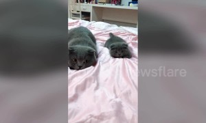 Cute kitten is a perfect mimic of his father