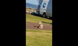 Adorable dog spins round and round without getting dizzy