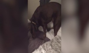 This Dog goes to Great Lengths to get Extra Comfy