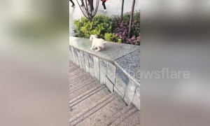 Cute puppy enjoys sliding down on smooth stair wall