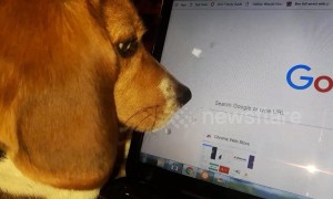 Beagle is completely mesmerised by movement of computer mouse