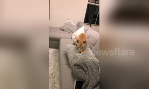 Cute dog tries to bury bone in cushion