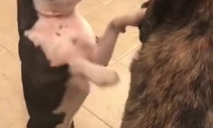 Boston Terrier Wants to Play with the Big Dogs