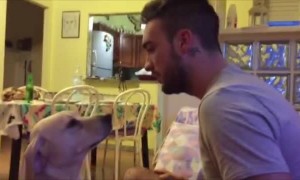 These Guilty Dogs Know They're In Trouble!