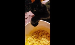 Slanky the cat caught with his paws in the bowl