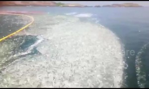 Huge sardine swarm leaps en masse to escape Indian fishermens' nets