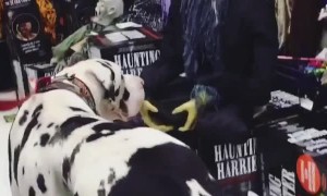 Dog Gets a Halloween Fright