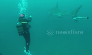 Great white shark circles divers in incredible close encounter