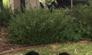 Venomous Eastern Brown Snake Found in Winery