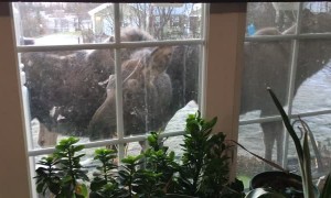 Group of Moose Stop by for Breakfast