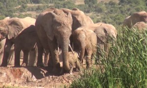 Mom comes to the rescue after baby elephant screams for help