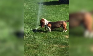 The Very Best Basset Hounds