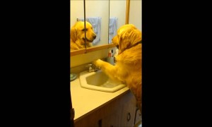Clever dog turns on sink faucet whenever he's thirsty