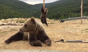 Bear does a little dance in Kosovo sanctuary