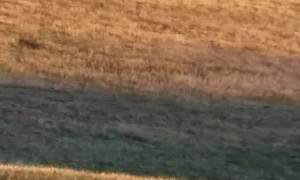 Two Bucks Locked In Each Other