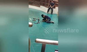 Reckless performer taunts and 'kisses' hissing king cobras