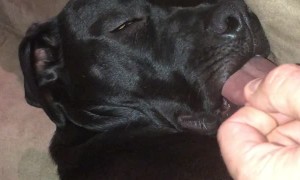 Adorable Puppy's Tired Tongue