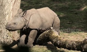 Baby rhino pretends to be stuck to get his mum's attention