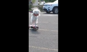Dog casually rides 3-wheeled scooter with ease