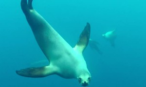 Sea Lion attempts to bite diver off California coast