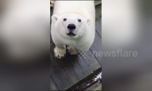 Station worker's surprise close encounter with huge polar bear on Arctic island