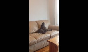 Dog impressively sings along with harmonica player