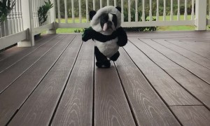 Boston Terrier Rocks Panda Costume