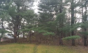 Blackbird Flock Fills Sky