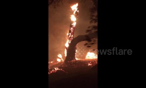 Heroic Paradise resident saves couple burned by raging wildfire