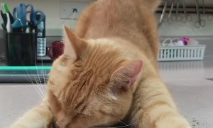 Kitty Dives Right into Catnip