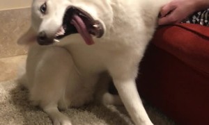 Siberian Husky is Sweetly Stroked