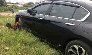 Rooster Has Standoff with Own Reflection