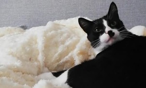 Cat is Happy and He Knows it Duet