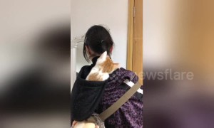 Confused kitten fights with girl's ponytail
