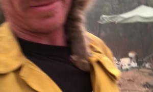 Cat Rescued From Paradise Fires Perches on Fireman