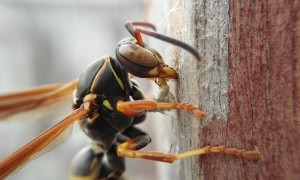 Paper Nest Wasp Gathers Supplies For Nest