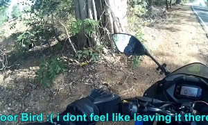 Bird Rescued by Biker