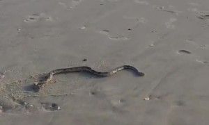 Snake on the Sand