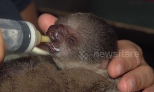 It's a sin to be this cute! US zoo showcases new baby sloth