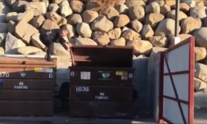 Police officer rescues bear cub stuck in dumpster