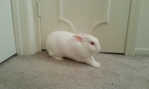 Bunnies are the Best