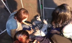 Residents rescue seven cats and two dogs trapped in Thai house fire