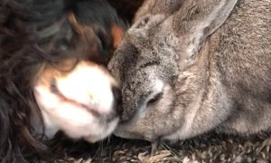 Puppy Dog and Bunny Are Best Friends