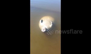 Baby manatee enjoys the sun floating belly-up near Florida beach
