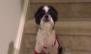 This Dog's reaction to Bathtime will Shock You!