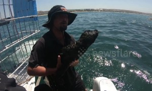 Boat crew rescues baby seal from their propeller and reunite it with family