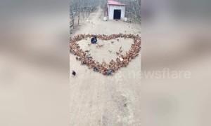 Creative farmer spreads feed to make chickens form heart-shaped pattern